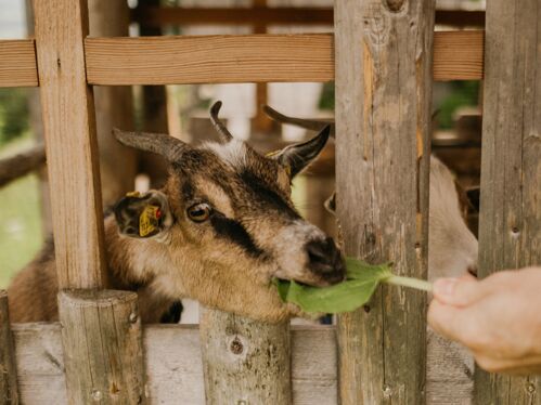 feeding animals