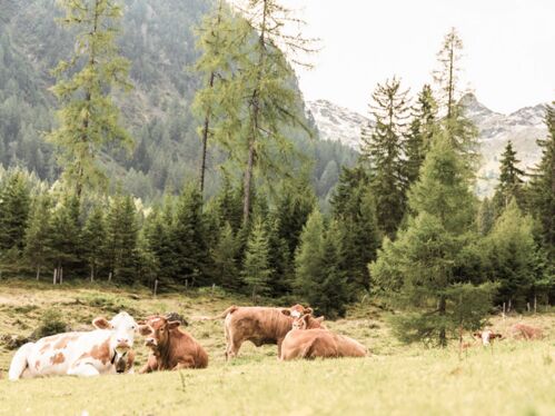 our cows on the Hoferalm